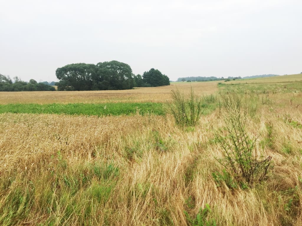 0,51 ha žemės sklypas Likiškių k., Alytaus raj., Pardavimui. Nuotrauka nr. 2